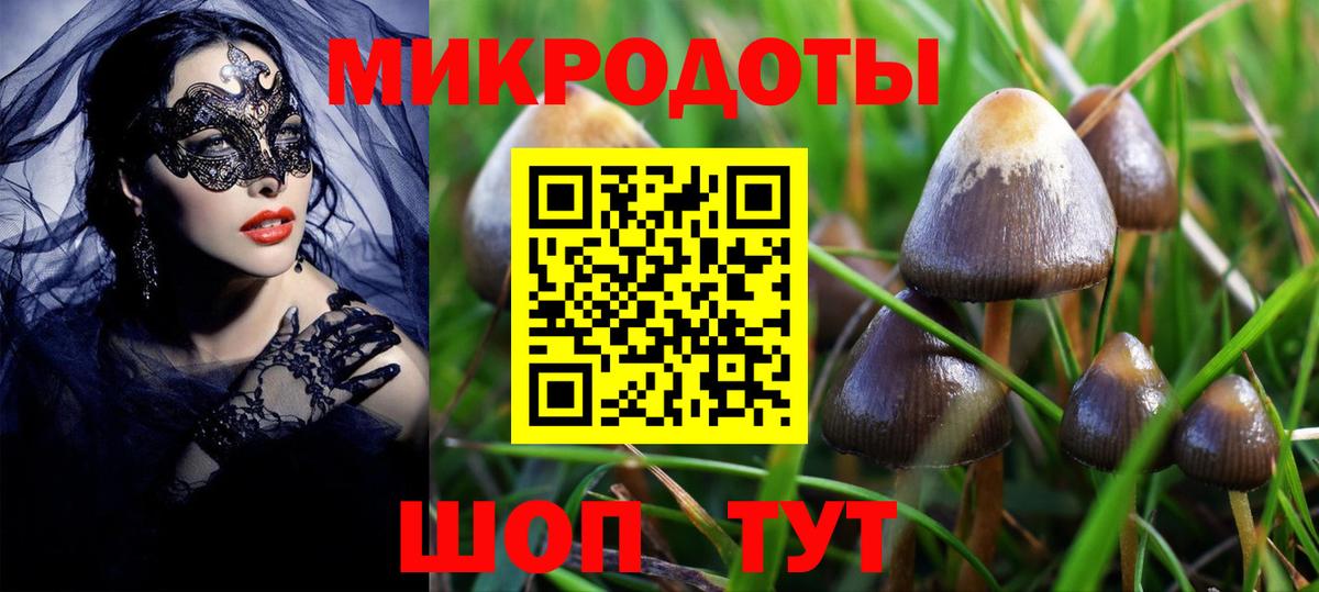 Галлюциногенные грибы Psilocybe Курганинск